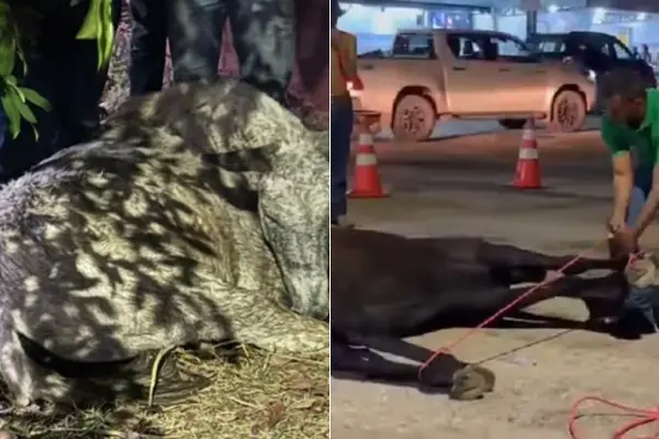 Animais morreram em Novo Acordo durante cavalgadas realizadas, neste sábado, 23, e em Gurupi, em 2024 - Foto: Divulgação